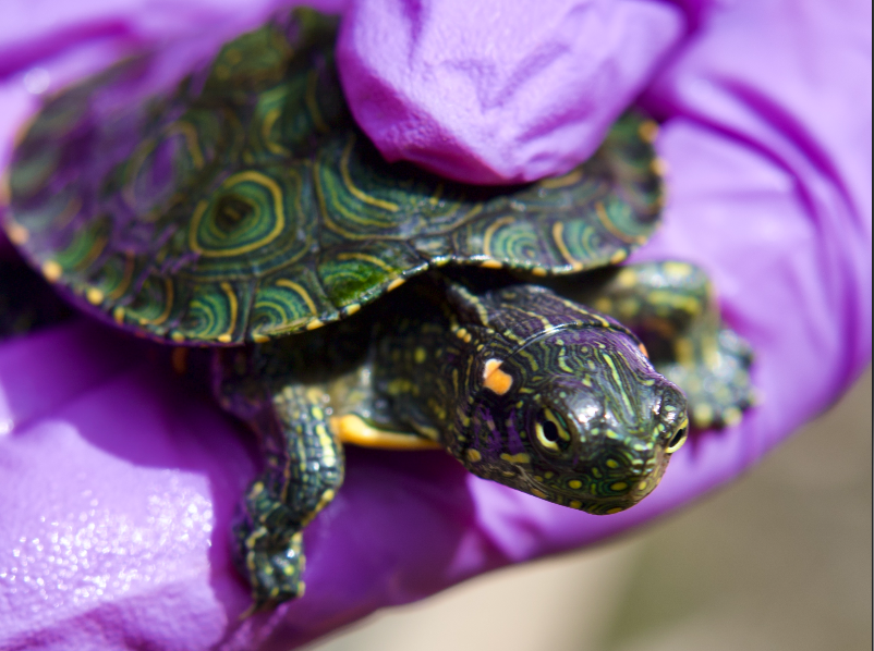 La CARDER expresa su preocupación por la conservación de las tortugas en el día mundial de esta especie